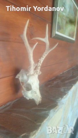 Трофей от сръндак -5 броя , снимка 17 - Антикварни и старинни предмети - 54056882