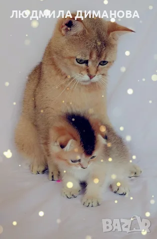Шотландско мъжко Скоттиш Фолд. , снимка 6 - Британска късокосместа - 55413956