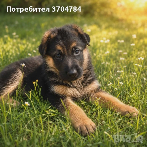 Продавам немска овчарка 