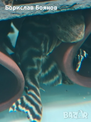 pleco, снимка 15 - Рибки - 54176529