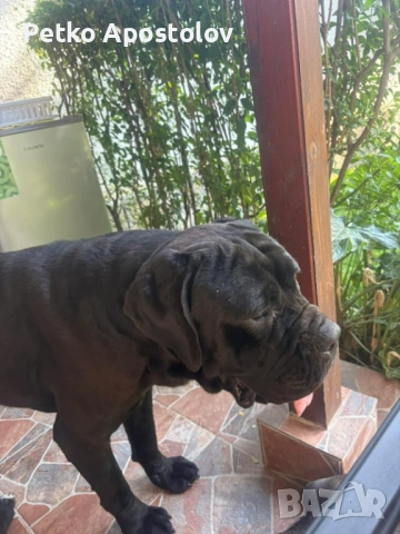 Кучета Кане Корсо, снимка 2 - Кане корсо - 54869392