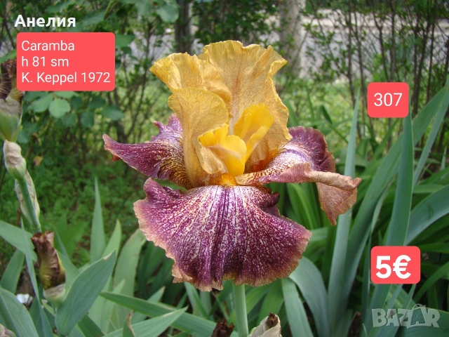 Ириси за продажба обява 3, снимка 2 - Градински цветя и растения - 54681140