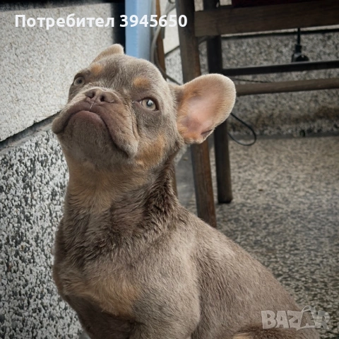 Френски булдог - Изабела 