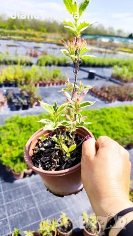 Вейгела флорида Вариегата, Weigela florida Variegata , снимка 8 - Градински цветя и растения - 38141135