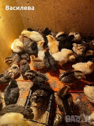 Пилета и пъдпъдъци на различна възраст, снимка 13 - Кокошки и пуйки - 54003824