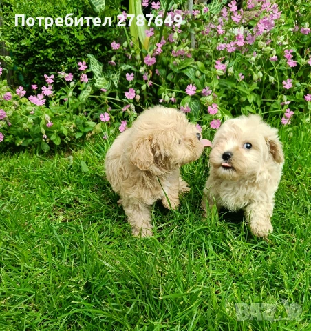 Малтипу момиче и момче, снимка 6 - Пудели - 54567837