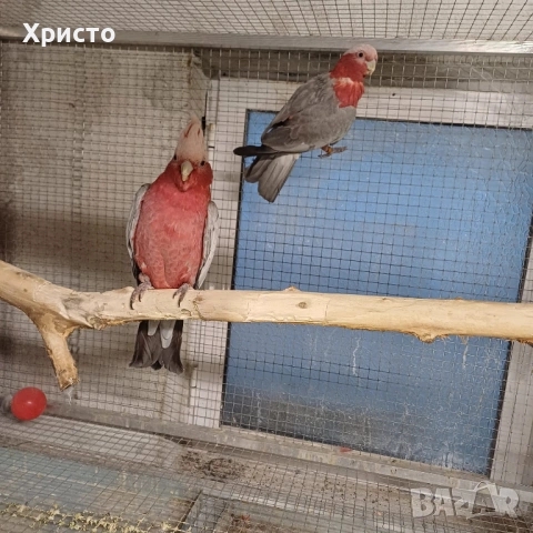 Продавам 2 доказано работещи чифта розово какаду, снимка 4 - Папагали - 54478786