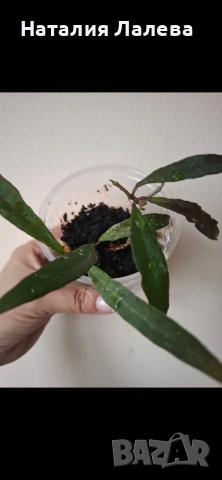 Хоя, hoya Mirabilis, снимка 2 - Стайни растения - 54590205
