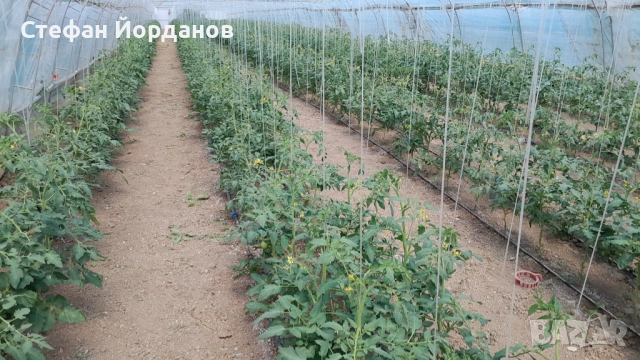 Оранжериино стопанство, снимка 15 - Земеделска земя - 50874276