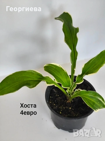 градински растения , снимка 3 - Сортови семена и луковици - 54944668
