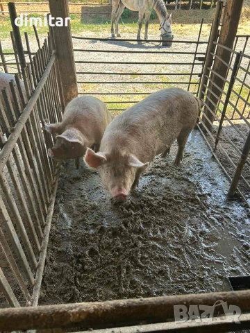 Продавам свине майки