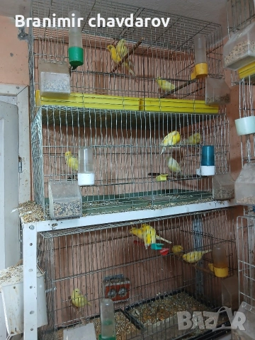 продавам канари малиноа и др, снимка 6 - Канари - 54776978