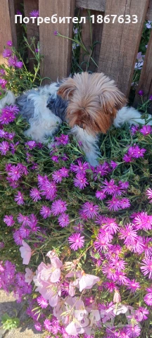 Продавам йоркширски териер бивиер, снимка 2 - Йоркширски териер - 55088335