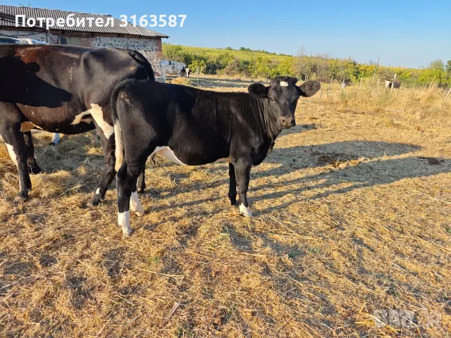 Телета 5-7 месеца, снимка 8 - Крави - 55636686