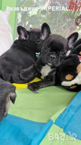 френски булдог-булдочета, снимка 11 - Френски булдог - 54092555