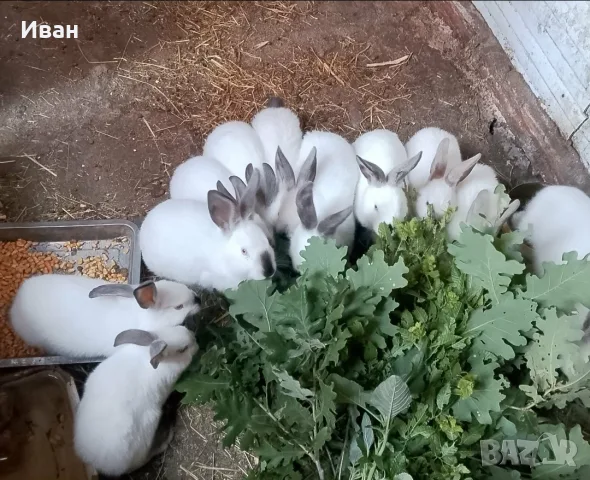 Калифорнийски зайчета, снимка 2 - Други - 55417602