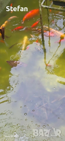 езерни риби, снимка 5 - Други - 54023410