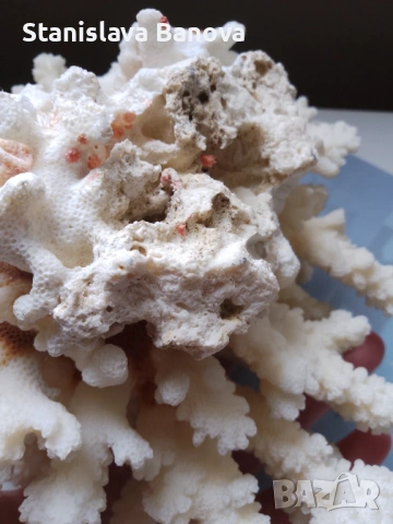 Бял корал, снимка 6 - Други - 54079779