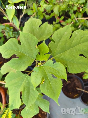 Хартиено дърво Broussonetia papyrifera, снимка 3 - Градински цветя и растения - 55185988