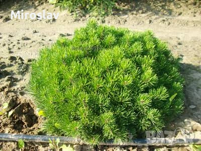 Джуджевиден алпийски клек, снимка 6 - Градински цветя и растения - 54967344
