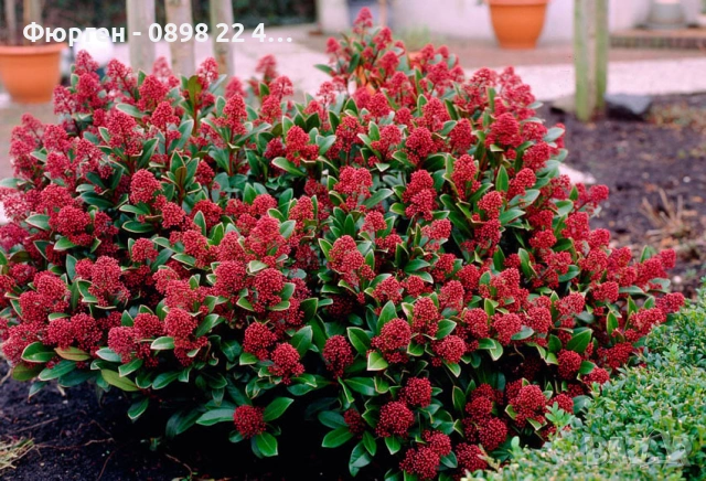 Скимия – Японски люляк (Skimmia japonica)