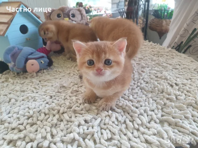 Шотландски Златни чинчили, снимка 5 - Чинчили - 55503230