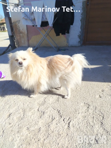 Померани малки кучета, снимка 8 - Померан - 54328544