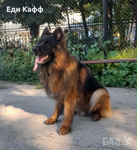 Търси си партьорка ,прекрасен немец