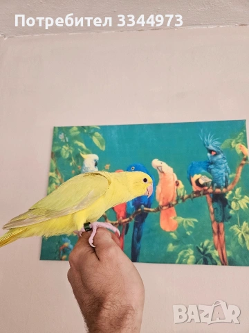 малки александри , снимка 6 - Папагали - 54236327