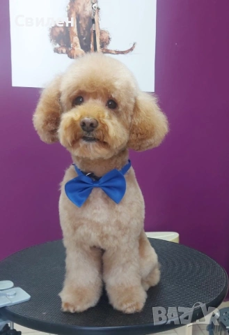 Мъжки Мини Пудел(За Разплод) на 4 г ,с родословие(Тест за генна чистота )Варна, снимка 12 - Пудели - 42629676