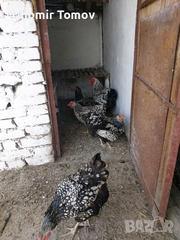 продавам кокошки виандот, снимка 2 - Кокошки и пуйки - 54819842