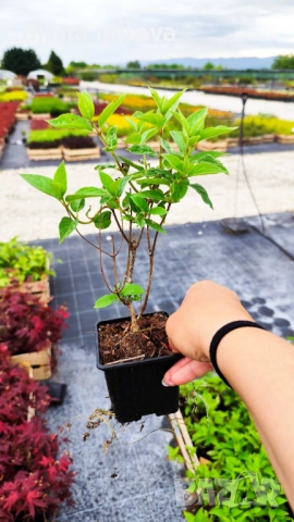 Хортензия метличеста „Полярна мечка“, Hydrangea paniculata 'Polar Bear', снимка 12 - Градински цветя и растения - 54609683