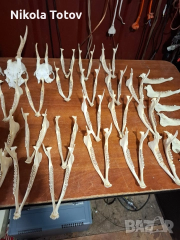 Продават се рога и челюсти , снимка 3 - Антикварни и старинни предмети - 54060194
