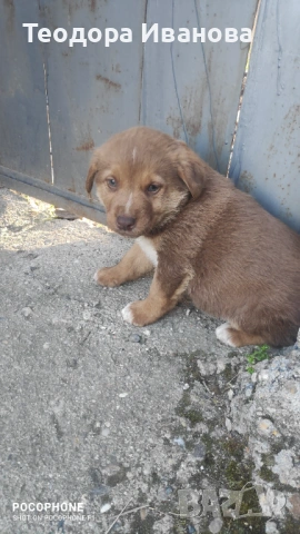 Подарявам малки кученца на 40 дни , снимка 5 - Други - 54342321