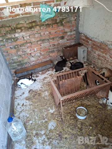 Заици, снимка 5 - Други - 54772962