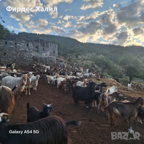 Продавам  агнета,кози