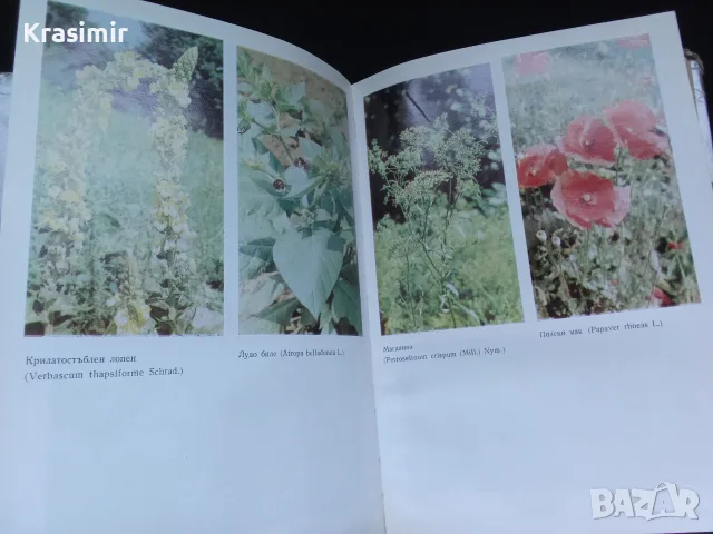 Две книги за билките в България, снимка 4 - Енциклопедии, справочници - 55423974