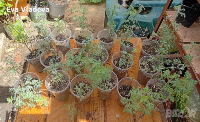 Сладък пелин Artemisia Annua, снимка 2 - Разсади - 54451434