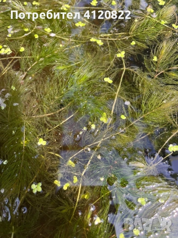 Водни растения, снимка 6 - Оборудване за аквариуми - 54657859
