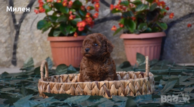 Той пудел Toy poodle, снимка 7 - Пудели - 55006000