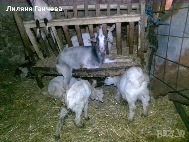Продавам Ярета , снимка 3 - Кози - 55085570