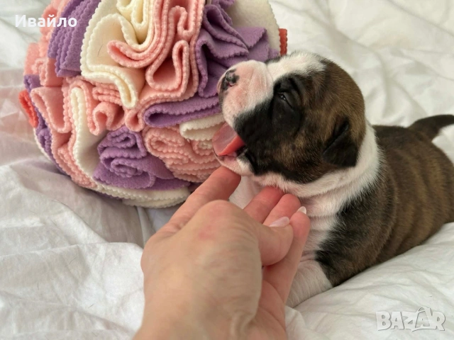 Американски Стафордширски Териер, снимка 6 - Американски стафордширски териер - 54329768