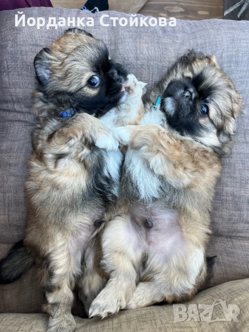 Породист пекинез мъжки