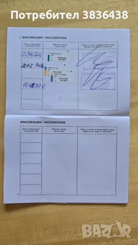 Чистокръвни немски овчарки, снимка 13 - Немска овчарка - 54952662