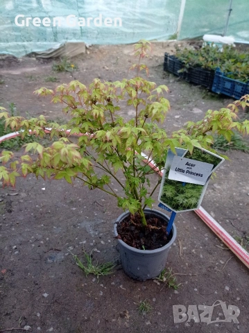 Клен - Acer Little Princess 