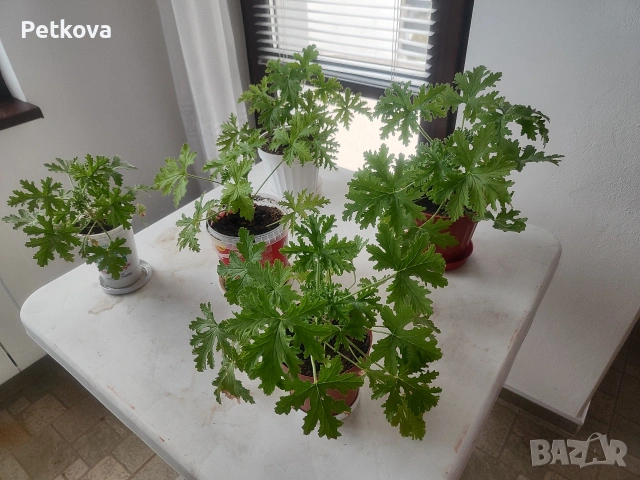 Индрише - стайно цвете, снимка 2 - Стайни растения - 54385617