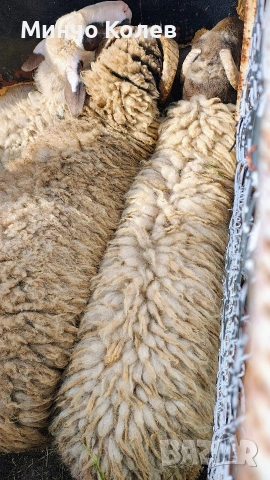 Продавам 2бр.кочове, снимка 4 - Други животни - 54413735
