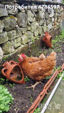 Кокошки носачки с гарантирана продуктивност!