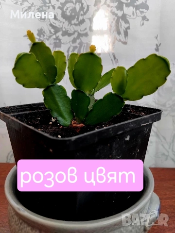 Великденче – великденски кактус, снимка 8 - Стайни растения - 54652727