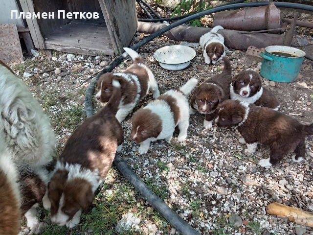 Българско овчарско куче , снимка 6 - Каракачанска овчарка - 54863244